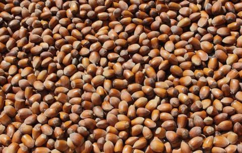 Filbert Stock Photos