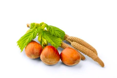 Filbert Stock Photos