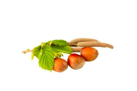 Filbert Stock Photos