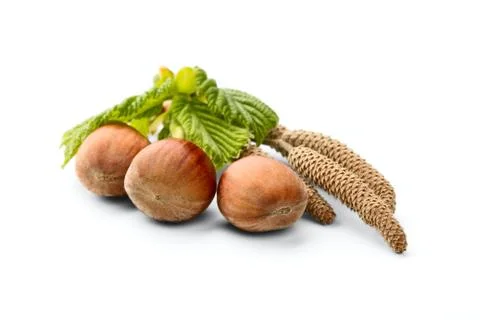 Filbert Stock Photos