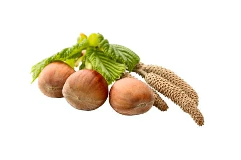 Filbert Stock Photos