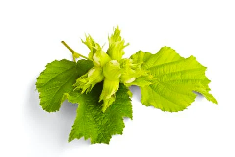 Filbert Stock Photos