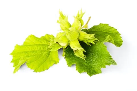 Filbert Stock Photos