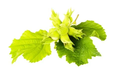 Filbert Stock Photos