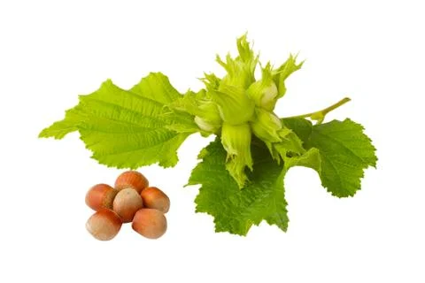 Filbert Stock Photos