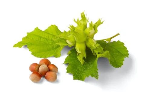 Filbert Stock Photos