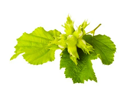 Filbert Stock Photos