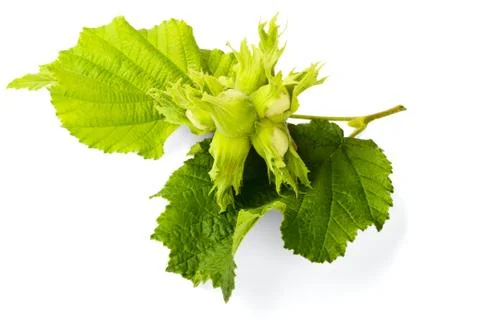 Filbert Stock Photos