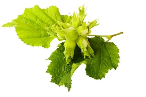 Filbert Stock Photos