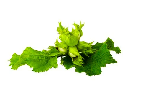 Filbert Stock Photos