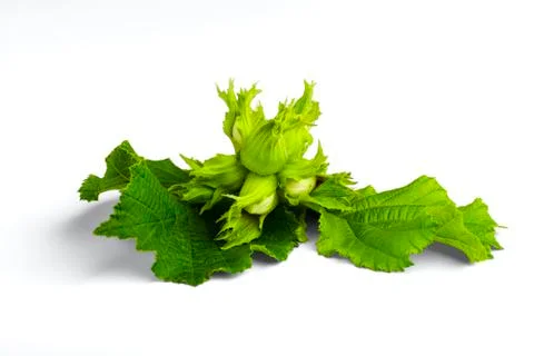 Filbert Stock Photos