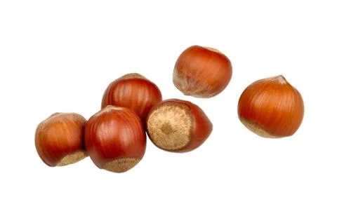 Filbert on white Stock Photos