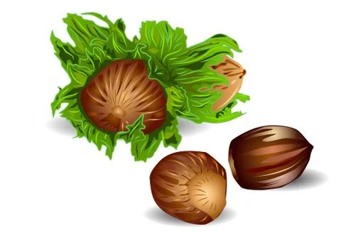 Filberts nuts Stock Illustration