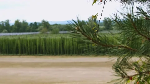 Fild of hops_01 스톡 동영상 206818612