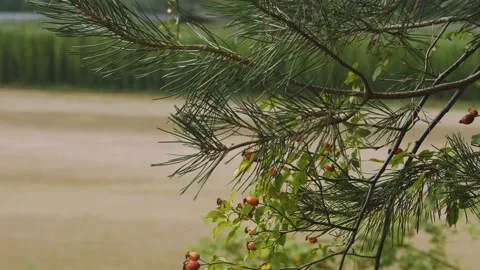 Fild of hops_02 스톡 동영상 206824293