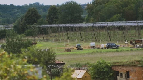 Fild of hops_03 스톡 동영상 206910512