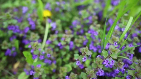 Fildflowers on the meadow Video stock 40052137