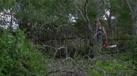 File away a tree Vídeo Stock 12060746