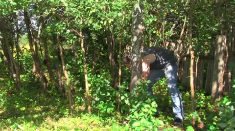 File away a tree Vídeo Stock 12061177