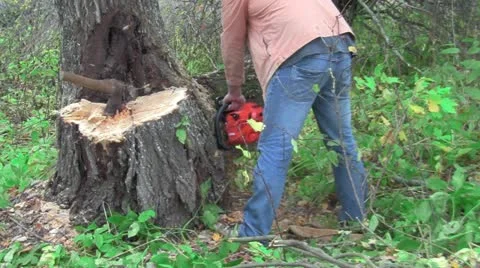 File away a tree Vídeo Stock 12336084