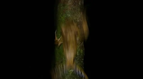 File-eared Frog crawls up tree branch (seamless loop) in the jungles of Borneo. Stock Footage 32545952