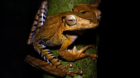 A File-eared Frog perches on a branch at night in the jungles of Borneo. Video stock 32545379