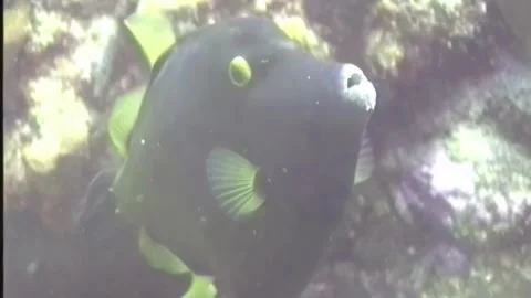 FILE FISH 1 Video stock 306541614