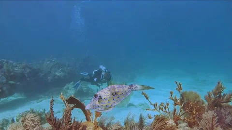 File Fish and Diver in Key Largo Stock Footage 239463922