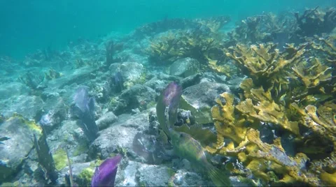 File fish on Coral reef Stock Footage 67846798