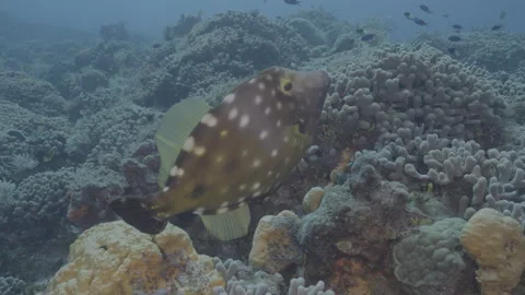 File fish Stock Footage 297029142