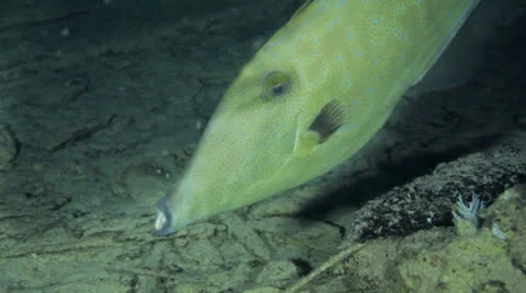File fish swimming at night Stock Footage 22709045