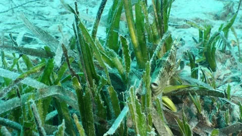 File fish trigger mediterranean blue water underwater with algae sea grass Stock Footage 162192623