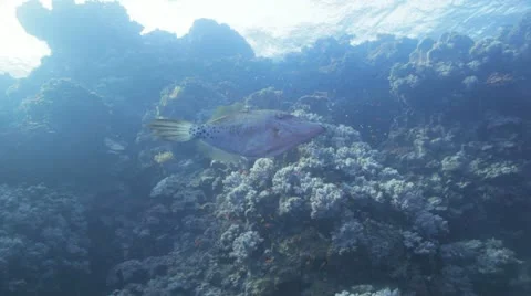 File trigger fish at the reef Stock Footage 22641391