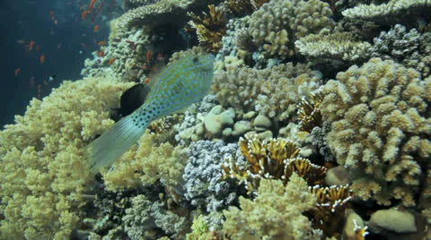 File trigger fish swims away Stock Footage 22740574