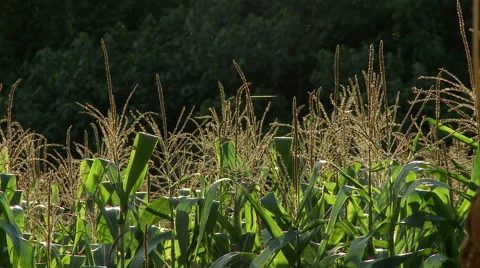 Filed Background Vidéo 55646543