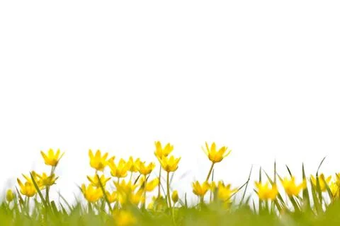 Filed with buttercups on a white background Foto stock