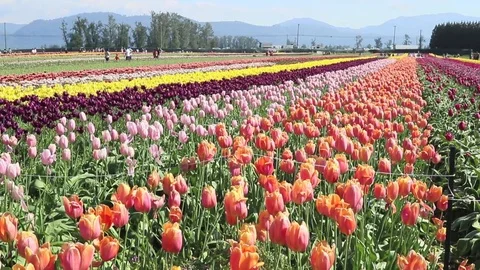 Filed covered with tulips Stock Footage 89882648