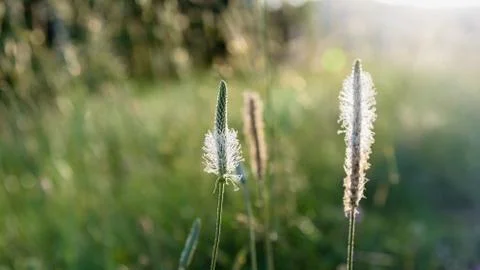 Filed fluffy plants close up sunlight. Soft focus. Stock Photos
