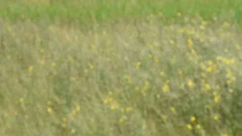 Filed grass and the wind flutter beautiful nature Stock Footage 137185213