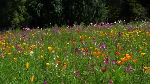 A filed with green grass covered with dense blooming wild flowers. Stockbeeldmateriaal 143685283