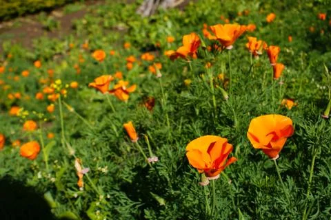 Filed orange flower Stock Photos
