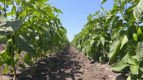 Filed of organic, green peppers Stock Footage 171579904