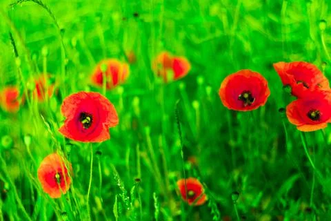 Filed of poppies Stock Photos