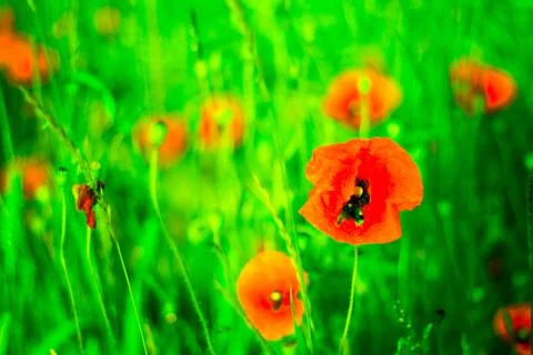 Filed of poppies Stock Photos