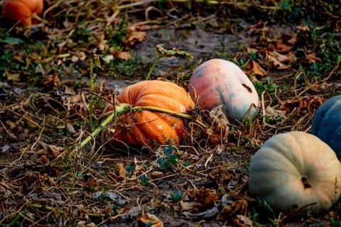 Filed with pumpkins Stock-Fotos