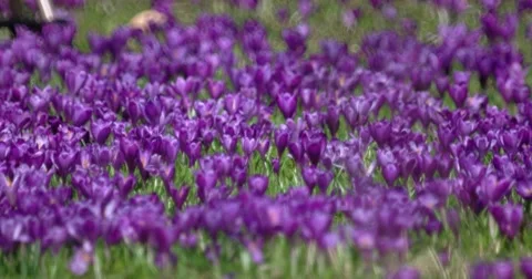 Filed of Purple Crocus Flowers in Spring Stock Footage 61689569