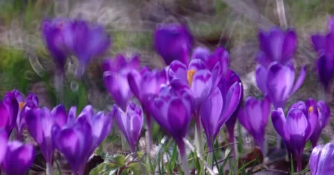 Filed of Purple Crocus Flowers in Spring Stock Footage 61689874