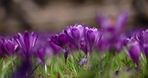 Filed of Purple Crocus Flowers in Spring Stock Footage 61691546