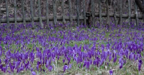 Filed of Purple Crocus Flowers in Spring Stock Footage 61806616