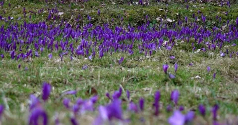 Filed of Purple Crocus Flowers in Spring Stock Footage 61806827